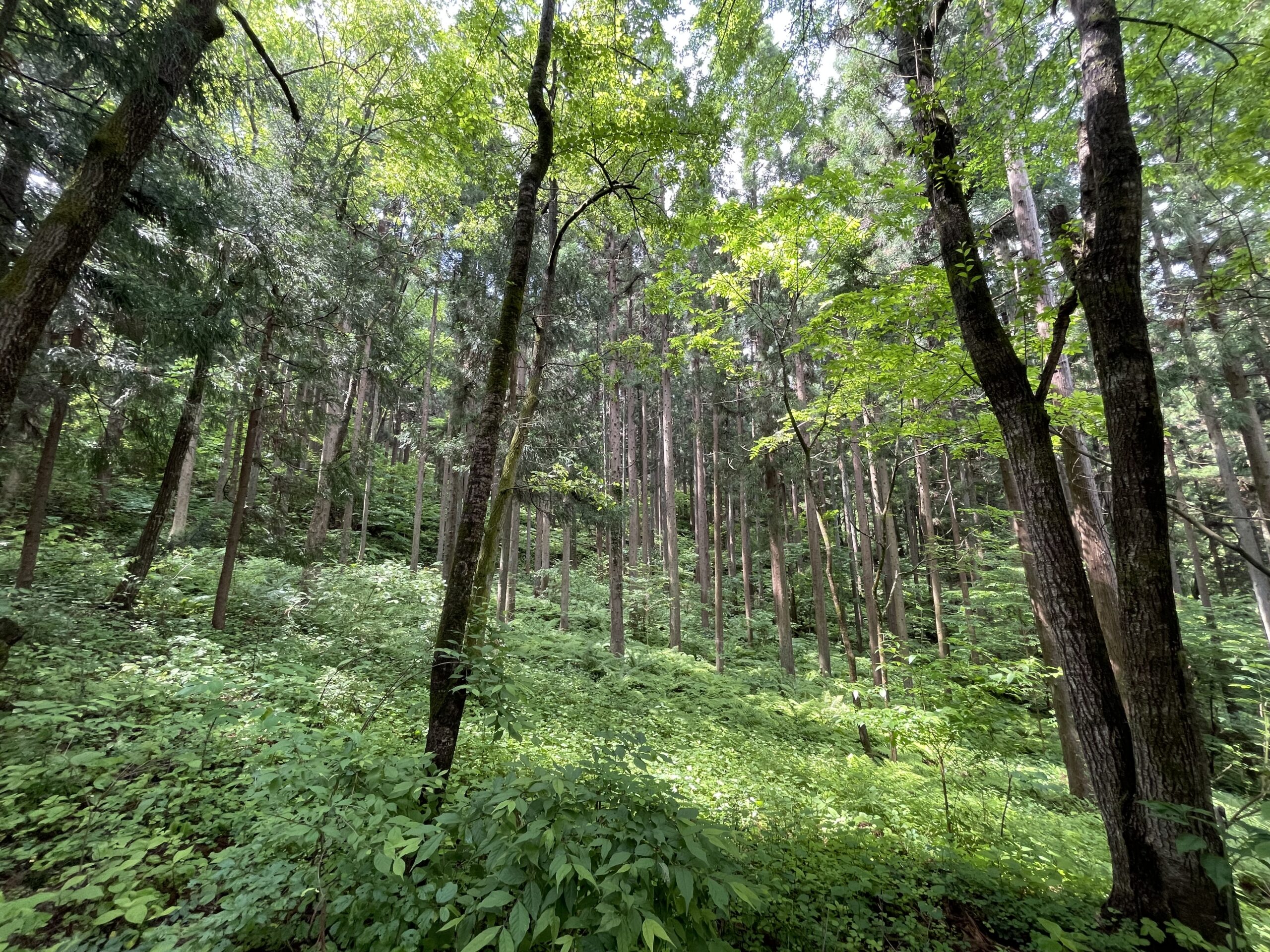 組合員の皆様へ » 長野森林組合｜Nagano Forest Owners Cooperative
